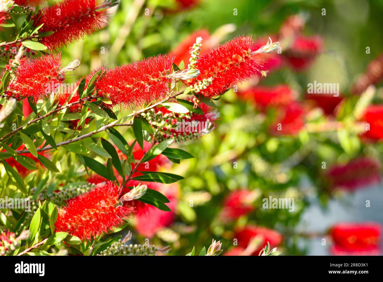 Red bottle brush flowers on Callistemon shrub, Callistemon citrinus