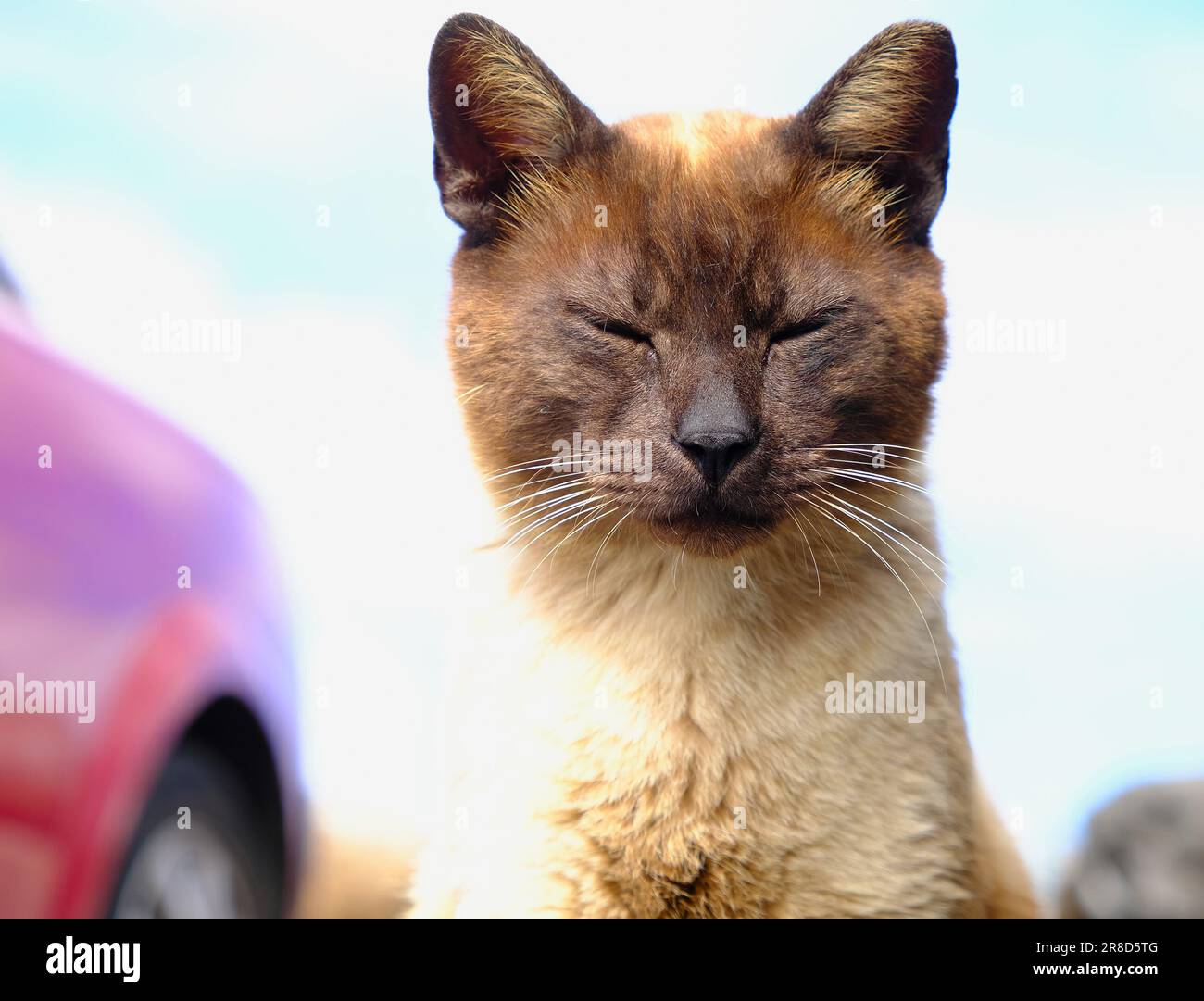 a stray cat close with half closed eyes Stock Photo Alamy