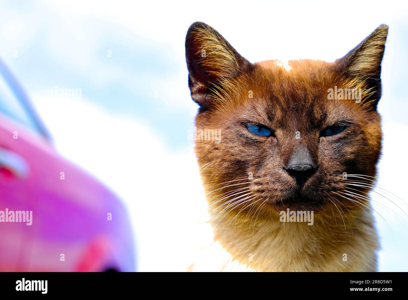 a stray cat close with half closed eyes Stock Photo Alamy