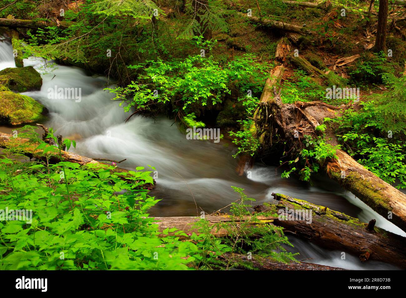 Little Zig Zag River along Little Zigzag Falls Trail, Mt Hood National