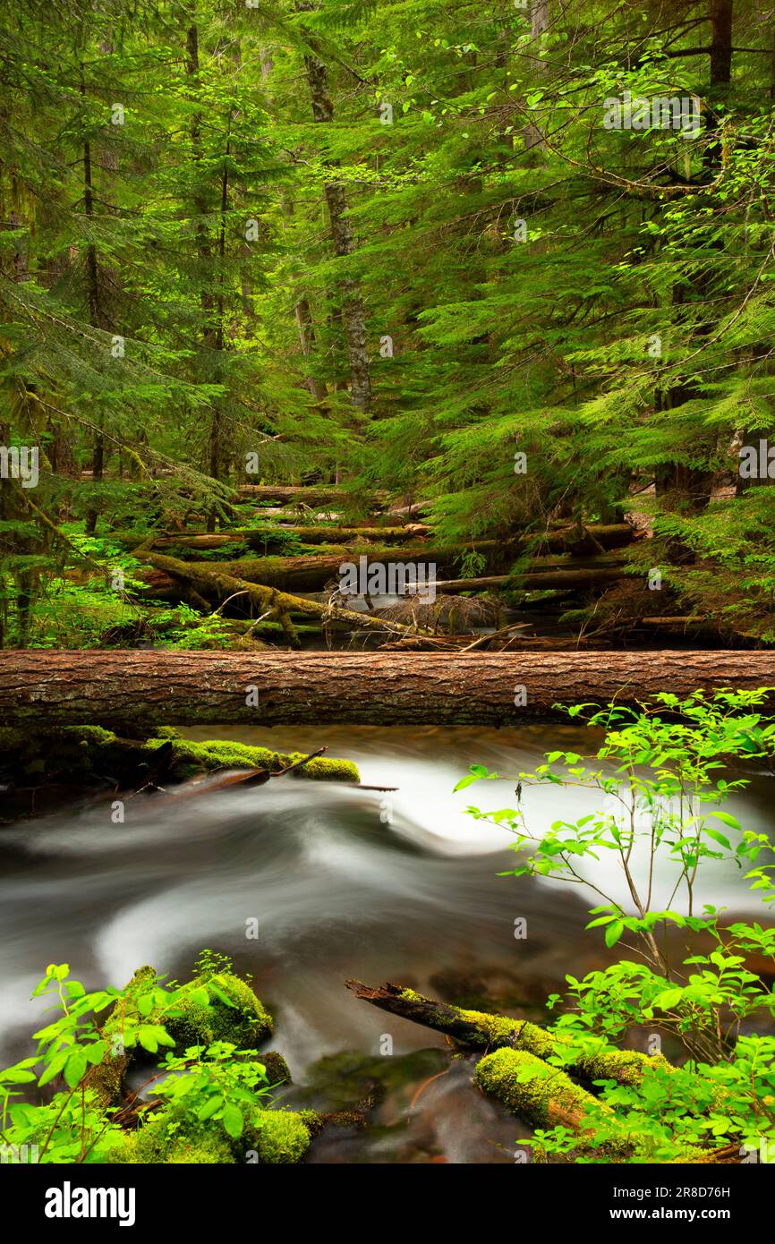 Little Zig Zag River along Little Zigzag Falls Trail, Mt Hood National