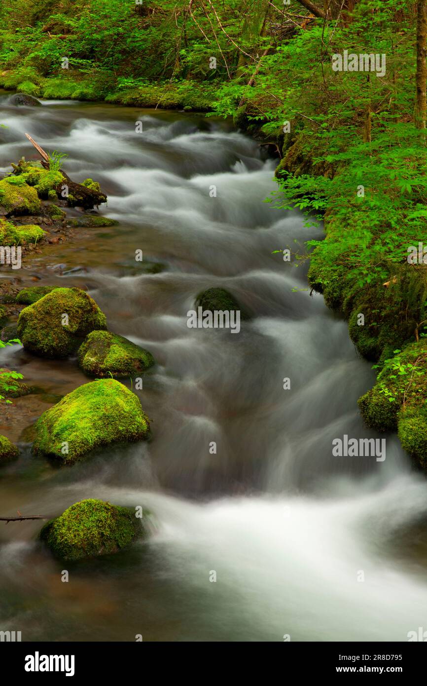 Little Zig Zag River along Little Zigzag Falls Trail, Mt Hood National