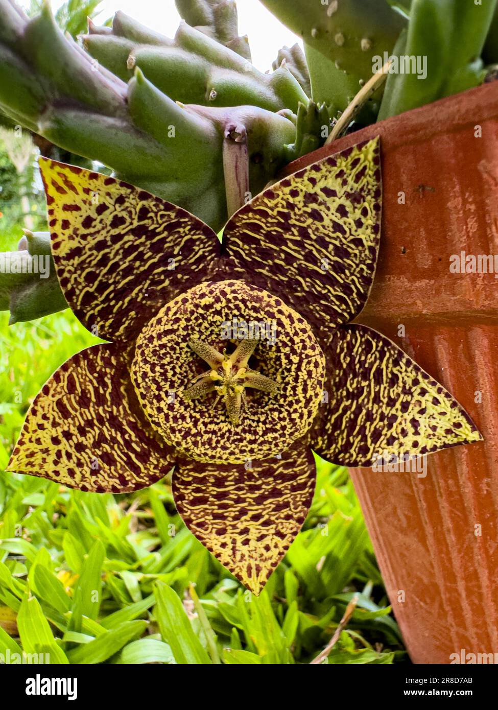 flower of Succulent plant Orbea variegata or stapelia variegata. Known as star flower or starfish cactus, carrion cactus, carrion flower, toad cactus. Stock Photo