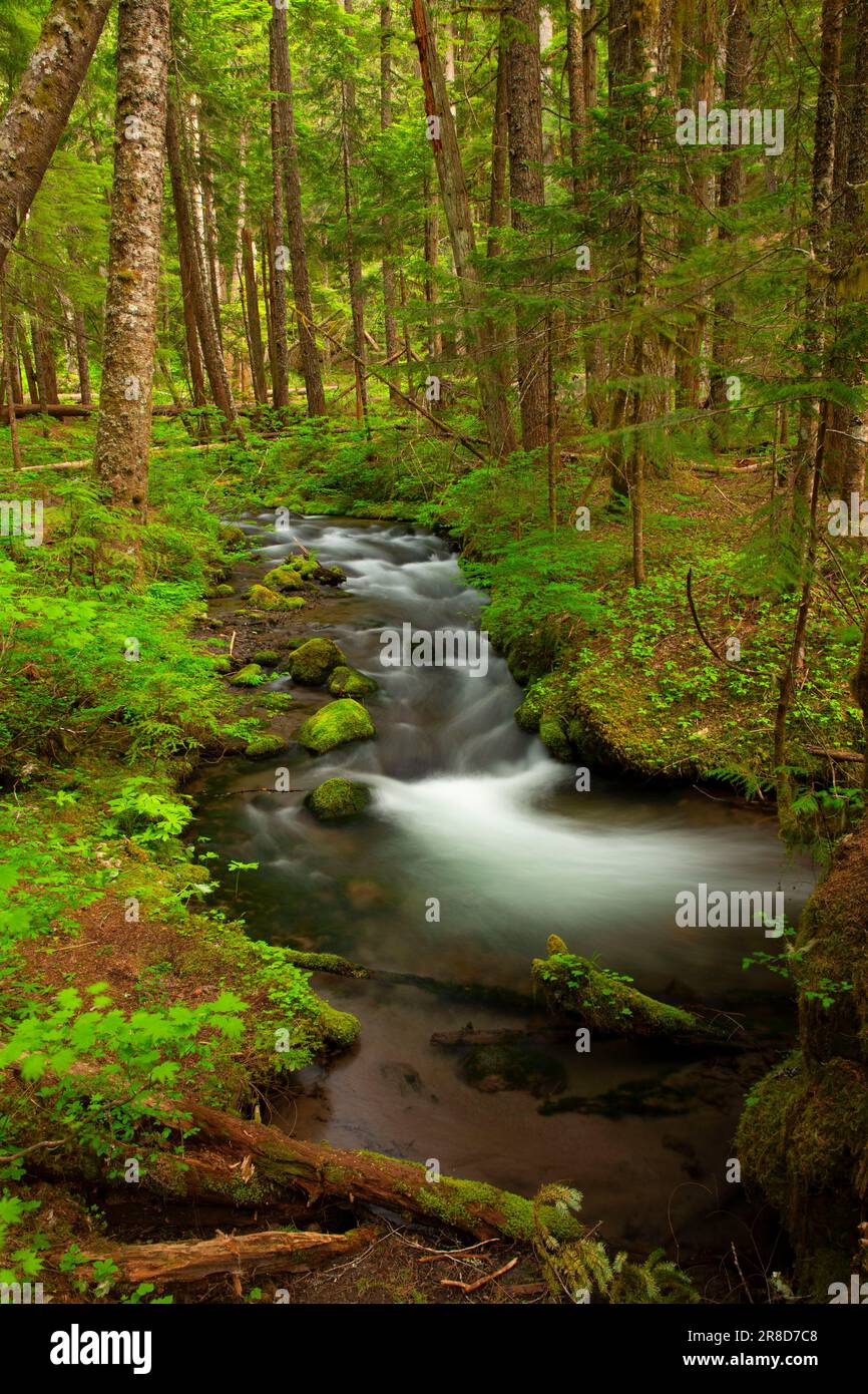 Little Zig Zag River along Little Zigzag Falls Trail, Mt Hood National
