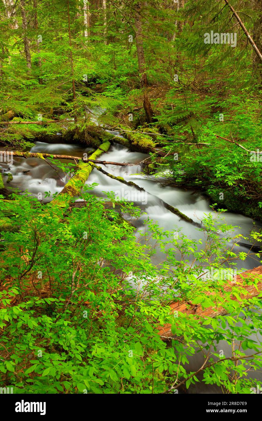 Little Zig Zag River along Little Zigzag Falls Trail, Mt Hood National