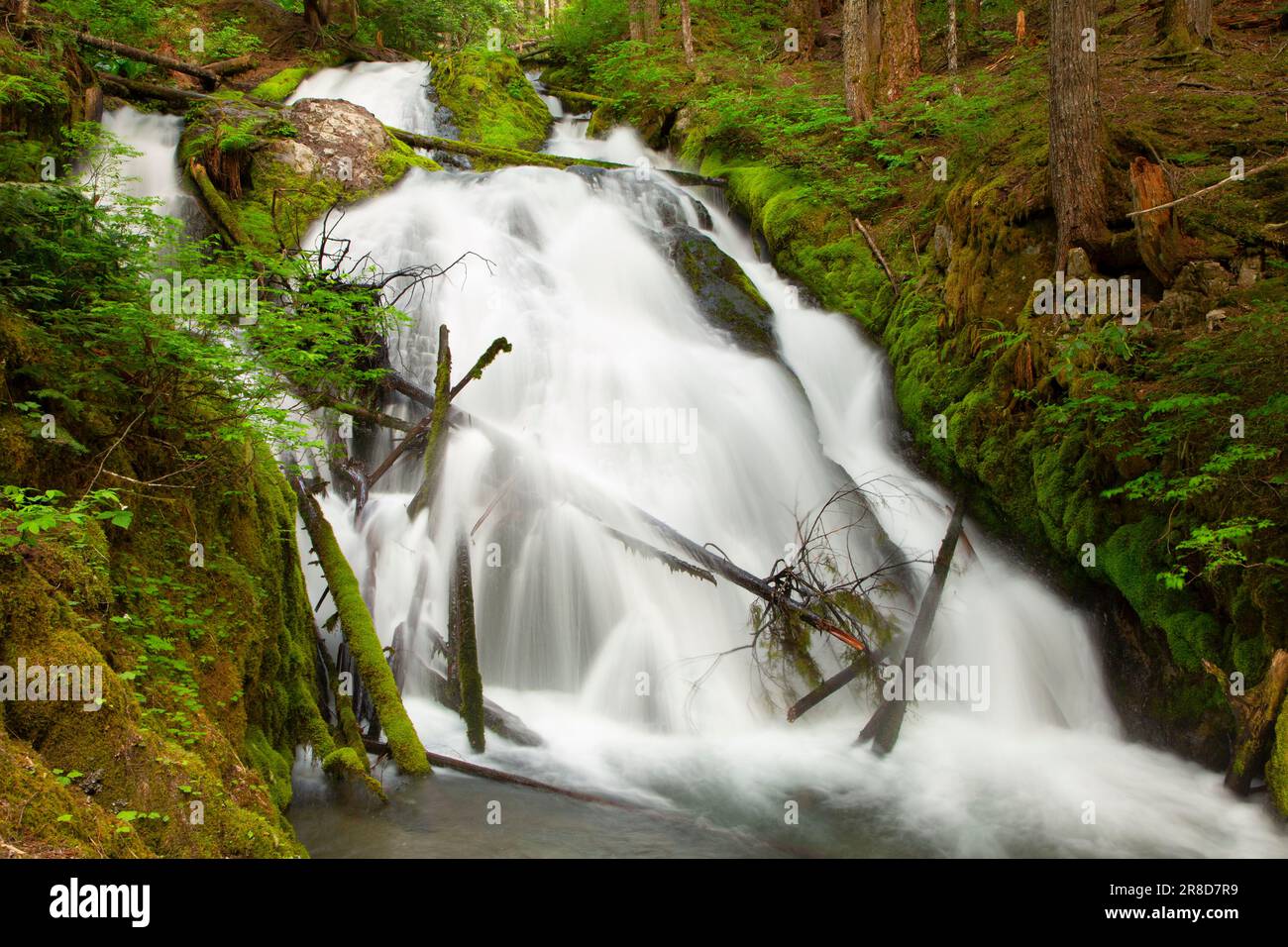 Little Zigzag Falls, Mt Hood National Forest, Oregon Stock Photo - Alamy