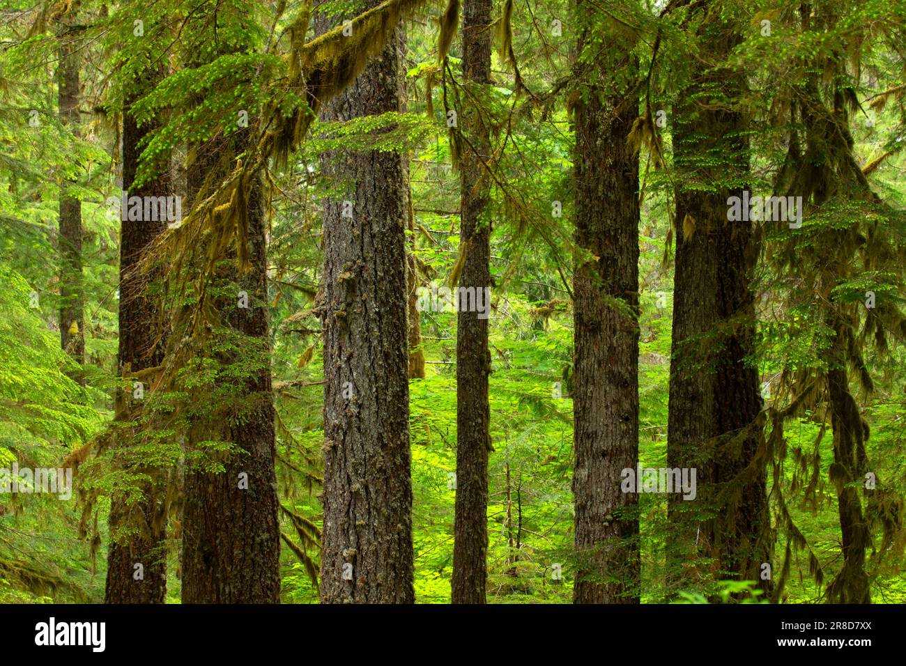 Ancient forest along Lost Creek Nature Trail, Mt Hood National Forest ...