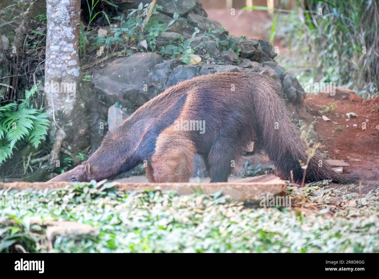 Giant anteater, cute animal from Brazil. Myrmecophaga tridactyla, exotic and endemic animal. Wildlife scene. Stock Photo