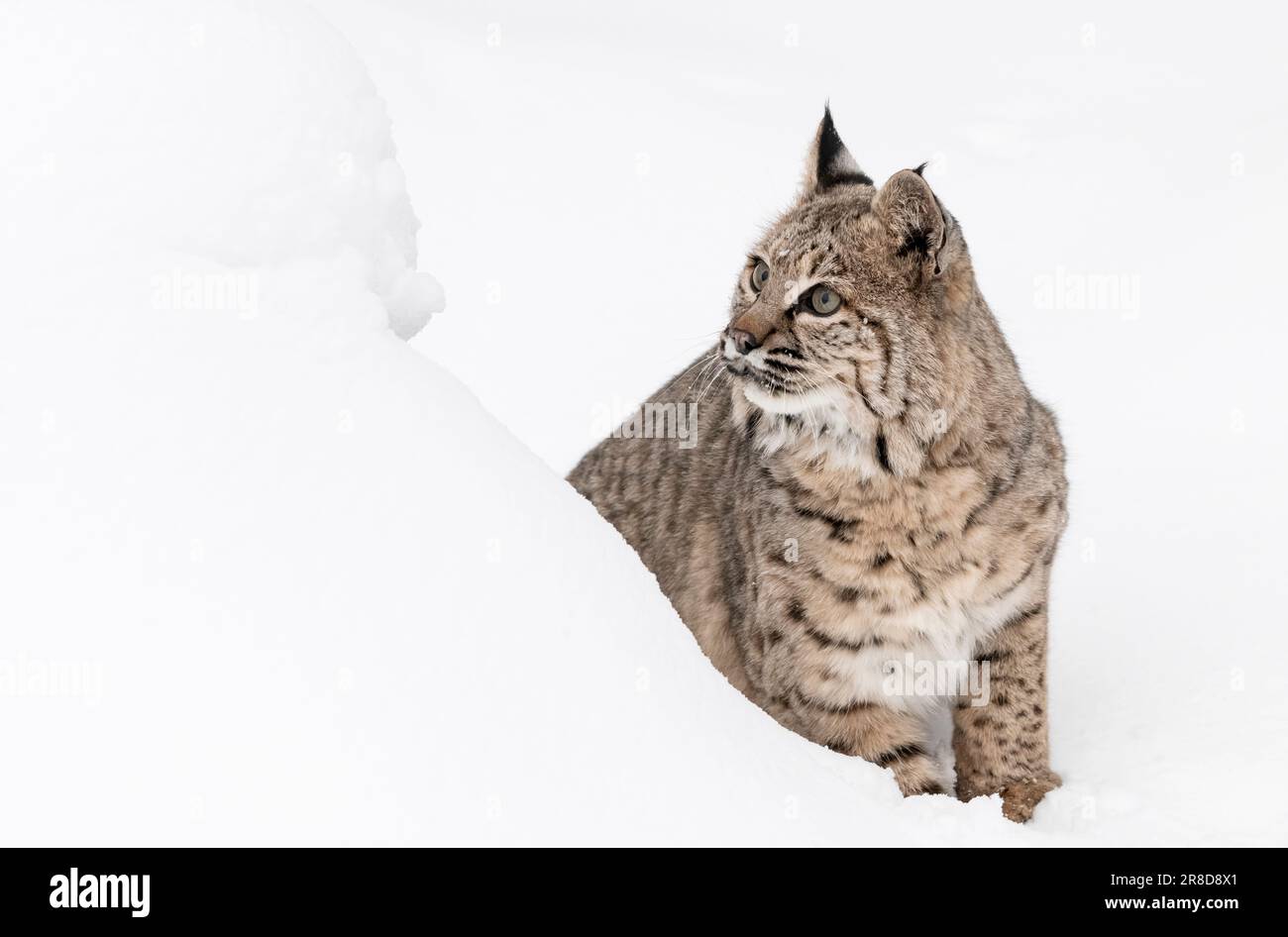 Bobcat; Lynx rufus; Montana Stock Photo