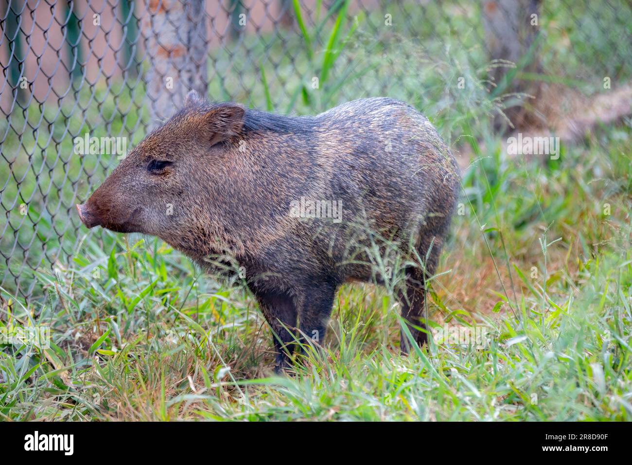 Closeup of Collared Peccary (Pecari tajacu) on grass and seen in profile Stock Photo