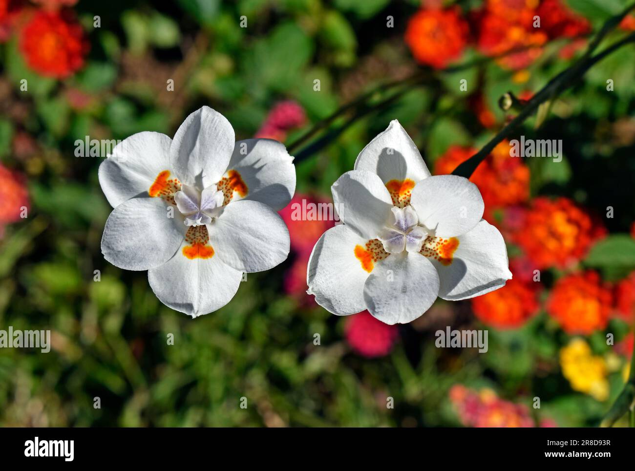 African iris, Fortnight lily or Morea iris flowers (Dietes iridioides) Stock Photo