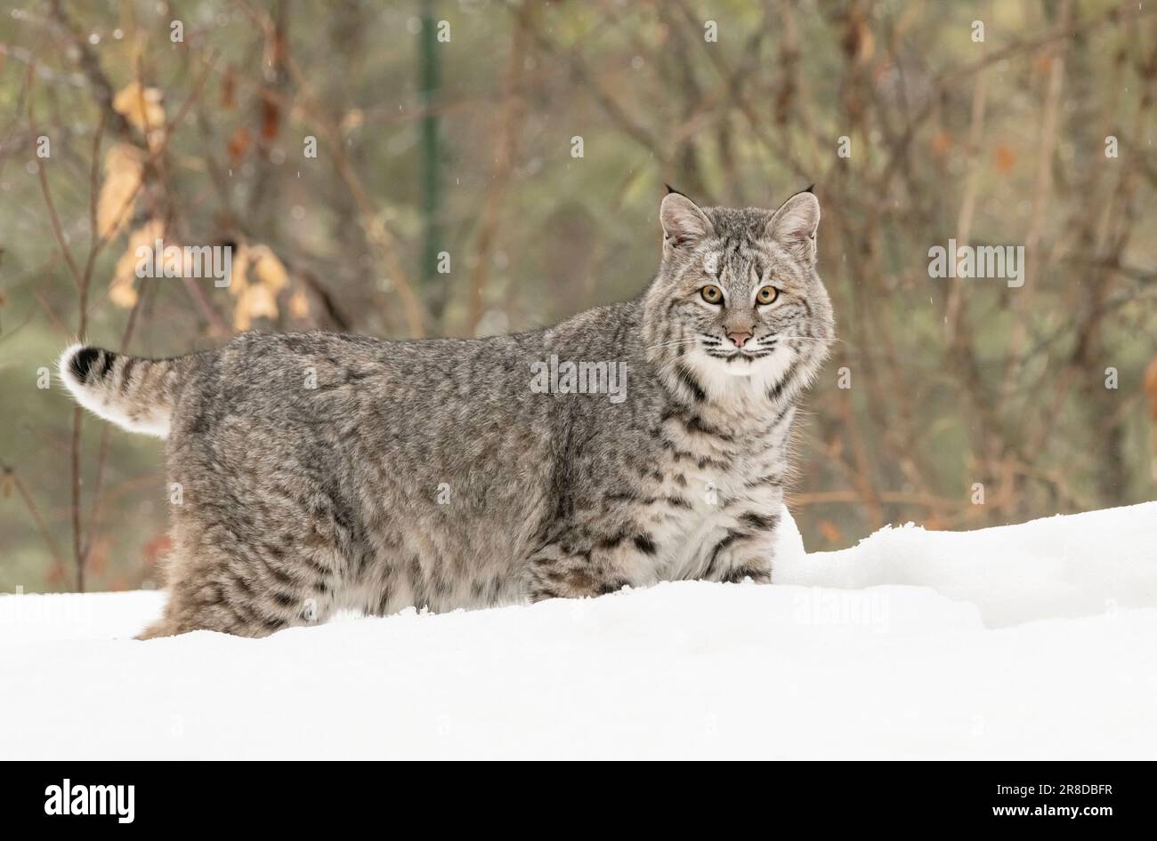 Bobcat; Lynx rufus; Montana Stock Photo