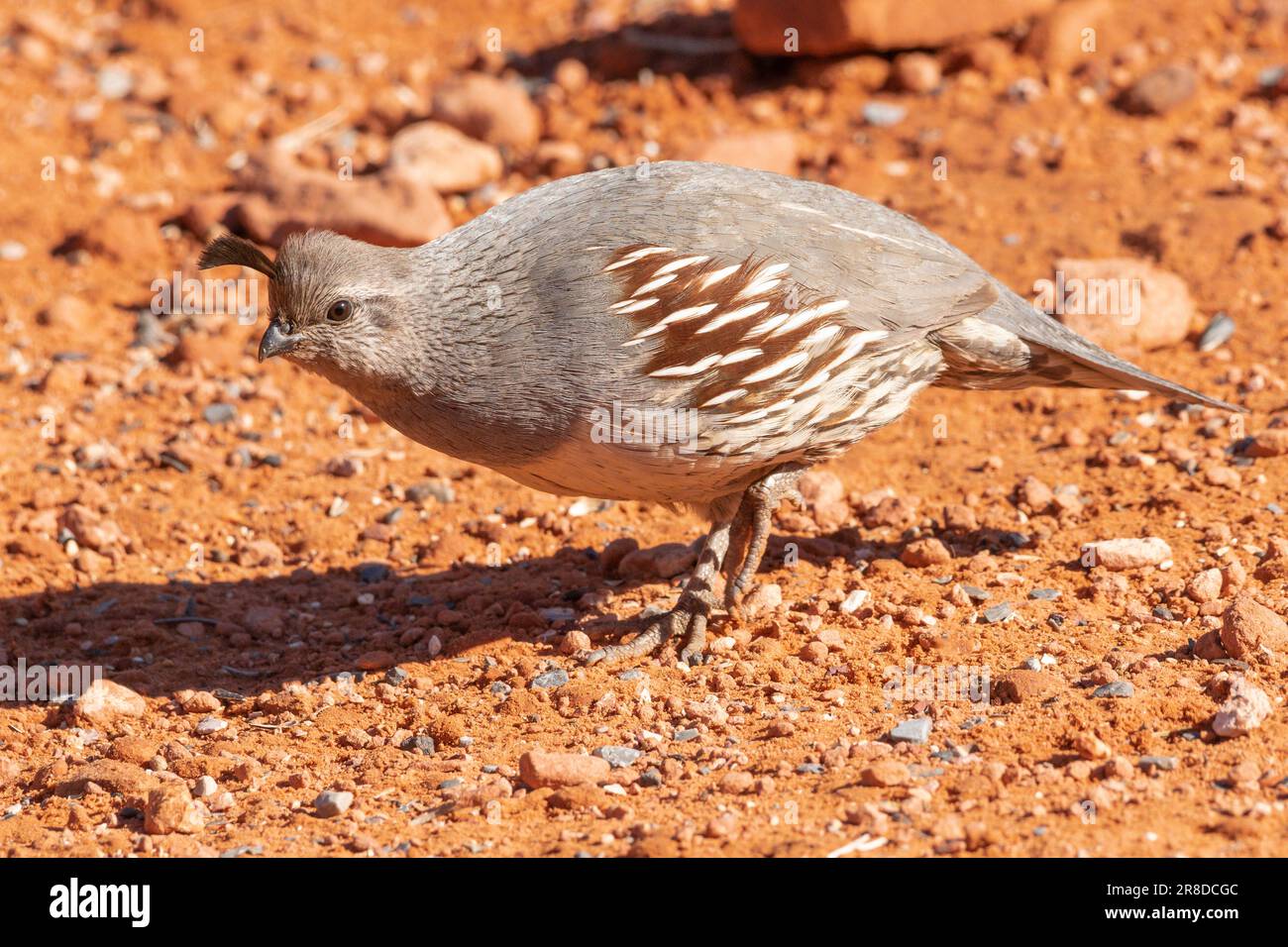 North America; United States; Nevada; Mojave Desert; Wildlife; Birds