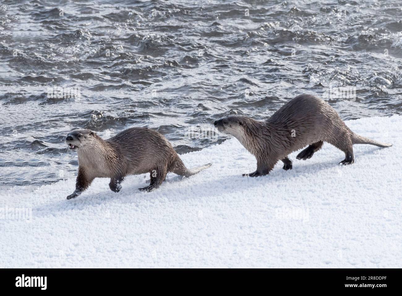 North america river otters hi-res stock photography and images - Alamy