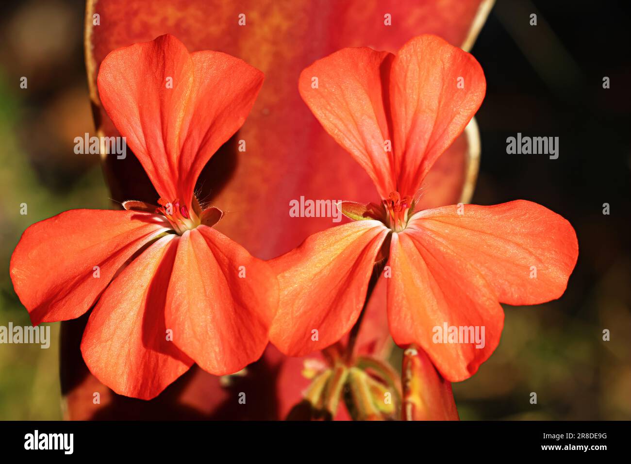 Random nature photo of orange Ivy Leaf Geranium, pelargonium peltatum Stock Photo