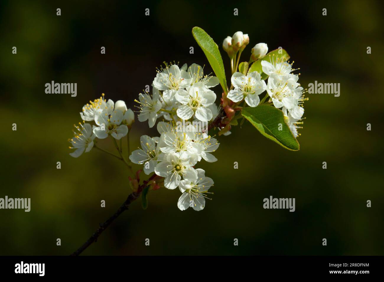 Prunus Emarginata Tree