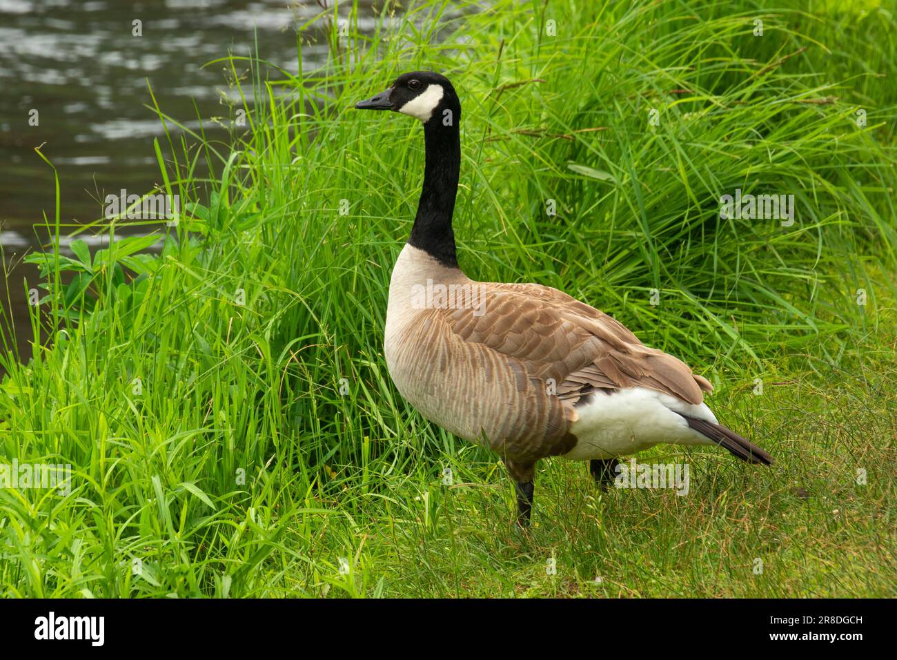 Canada goose (Branta canadensis) from the Metolius River Trail, Metolius Wild and Scenic River, Deschutes National Forest, Oregon Stock Photo