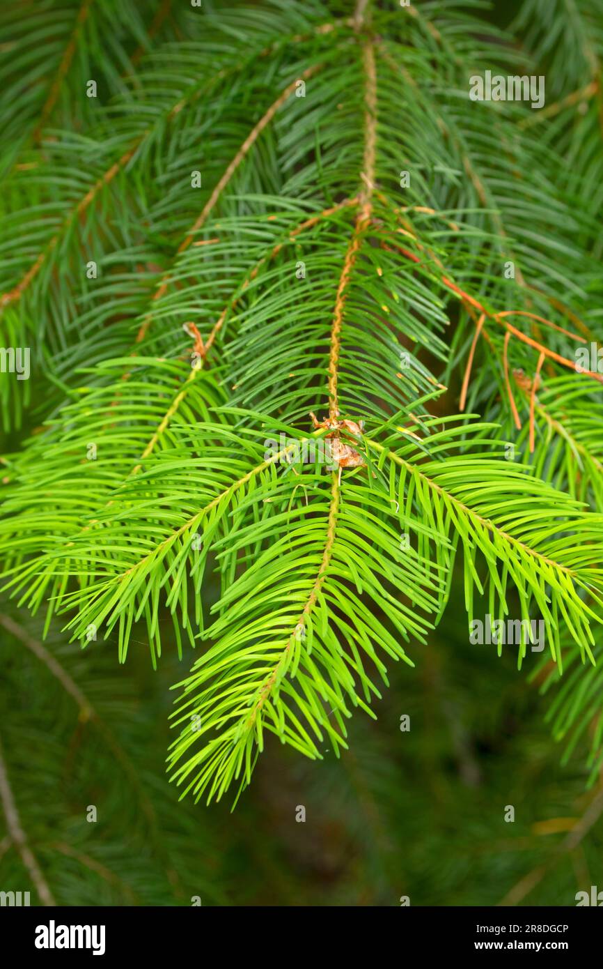 Douglas fir (Pseudotsuga menziesii) needles, Metolius Wild and Scenic River, Deschutes National Forest, Oregon Stock Photo