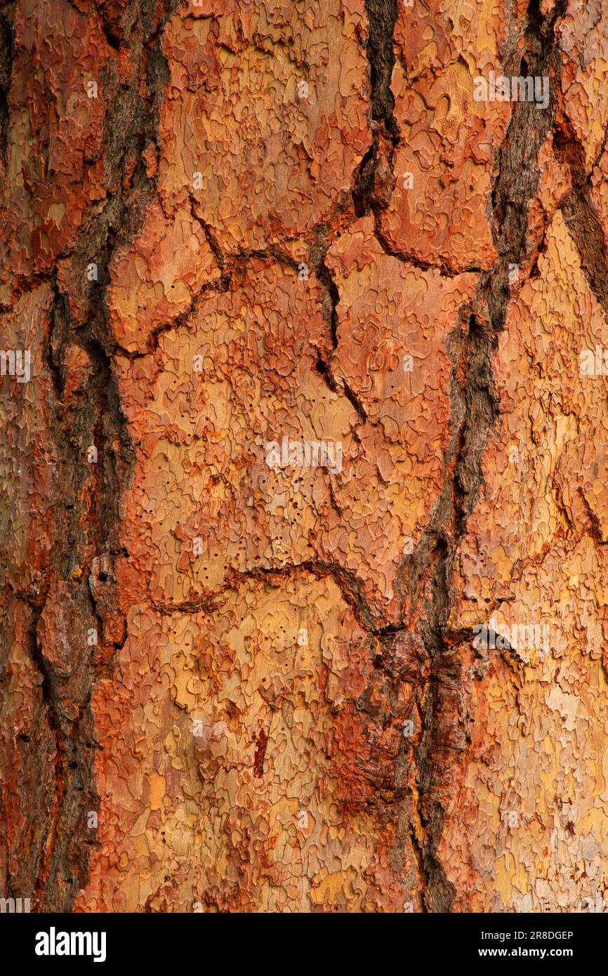 Ponderosa pine (Pinus ponderosa) bark, Metolius Wild and Scenic River ...