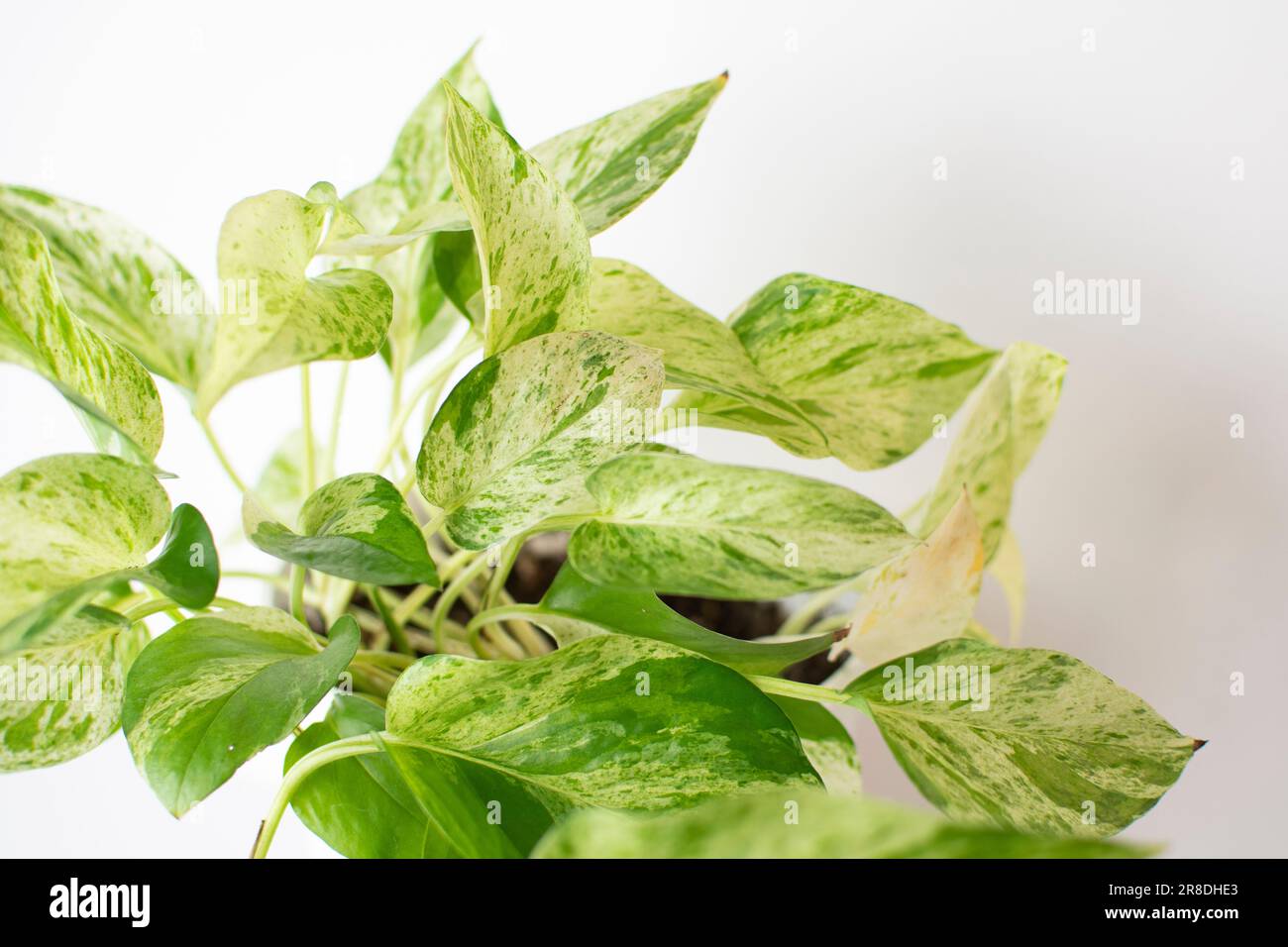 The white and green variegated leaves of Marble Queen Pothos (Snow queen pothos) Stock Photo