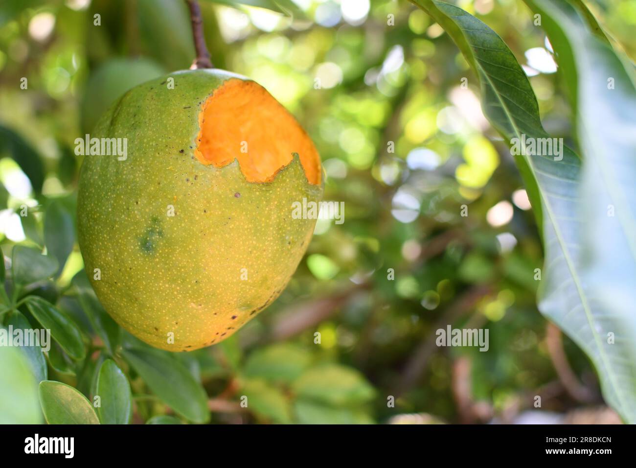 Mango half eaten by fruit rats on a branch of a tree. Pest destroying crops. Mango season problems. Stock Photo