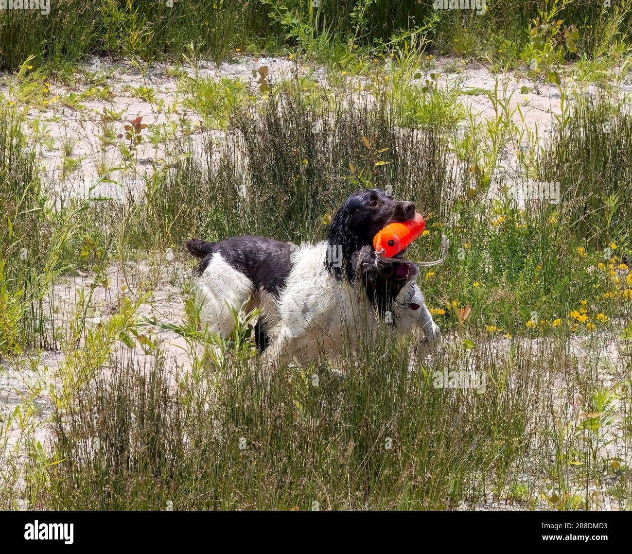 English Springer Spaniel During Training Stock Photo Alamy