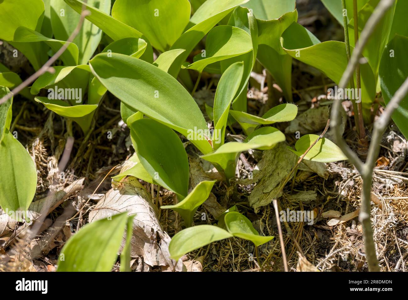 Bluebead lily (Clintonia borealis) is commonly known as bluebead  or yellow clintonia Stock Photo