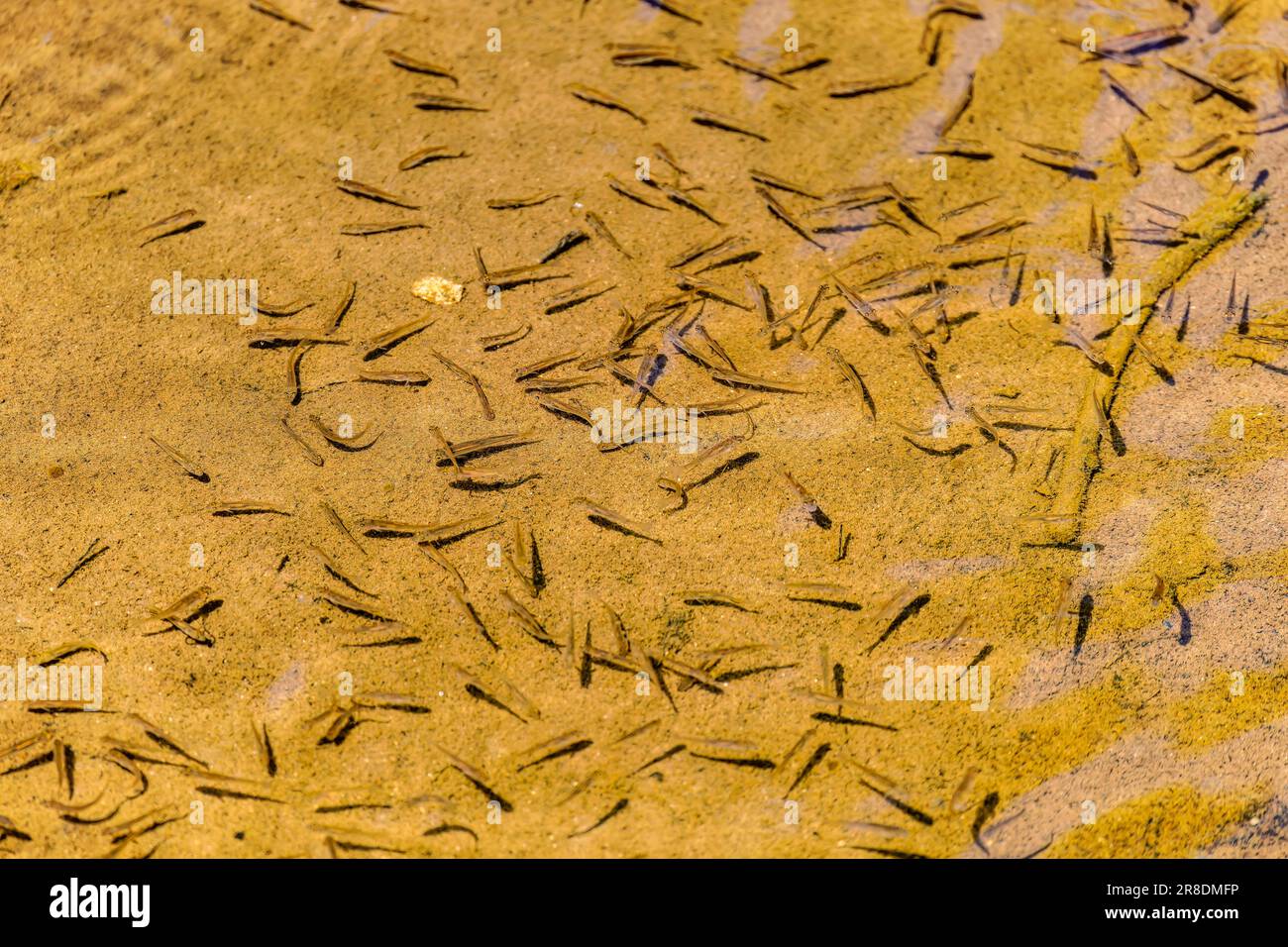 Minnow fish or salmon juvenile fish in the creek. Minnow is the