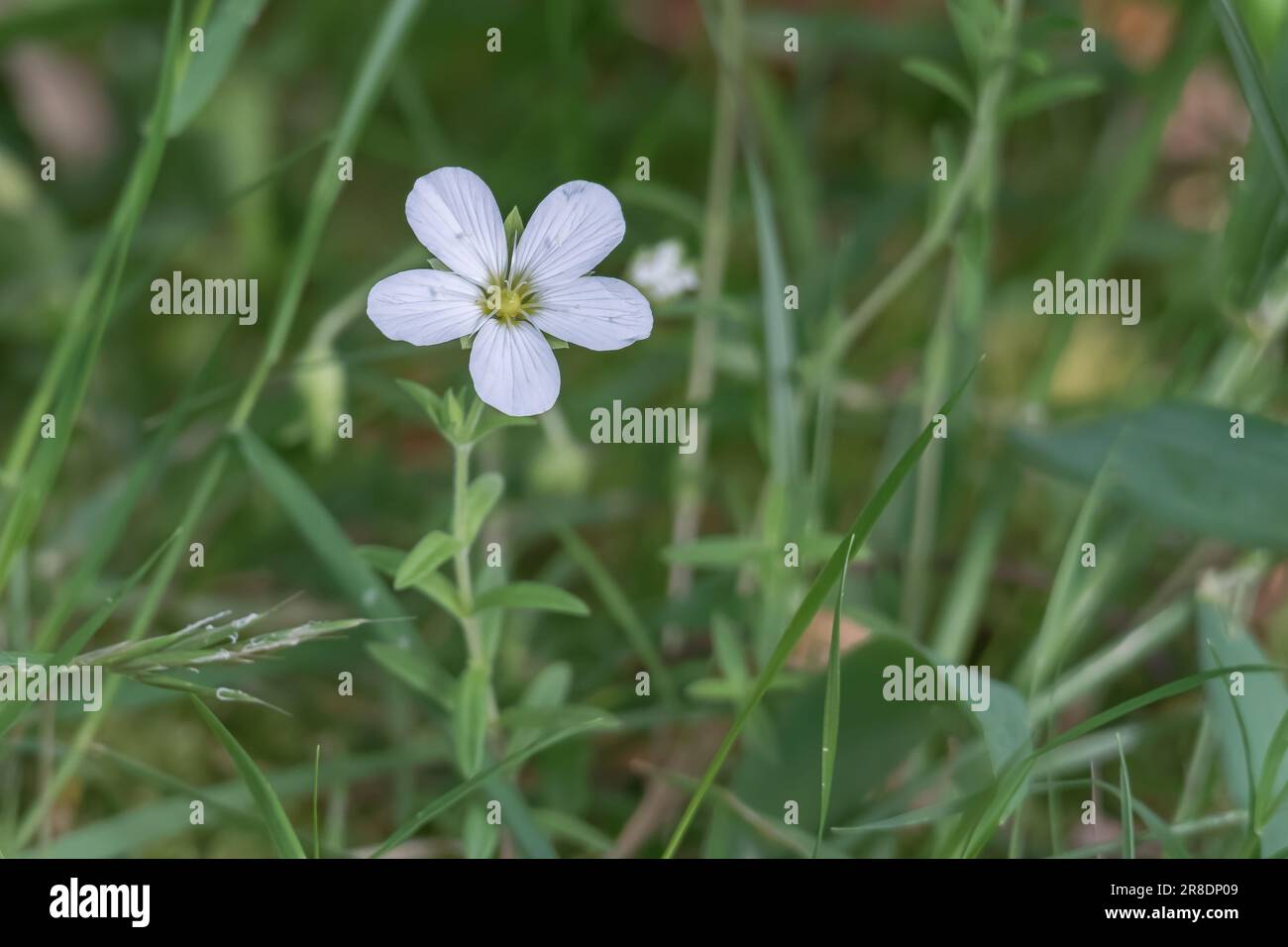 mountain sandworth flower close up growing on the field arenaria montana Stock Photo