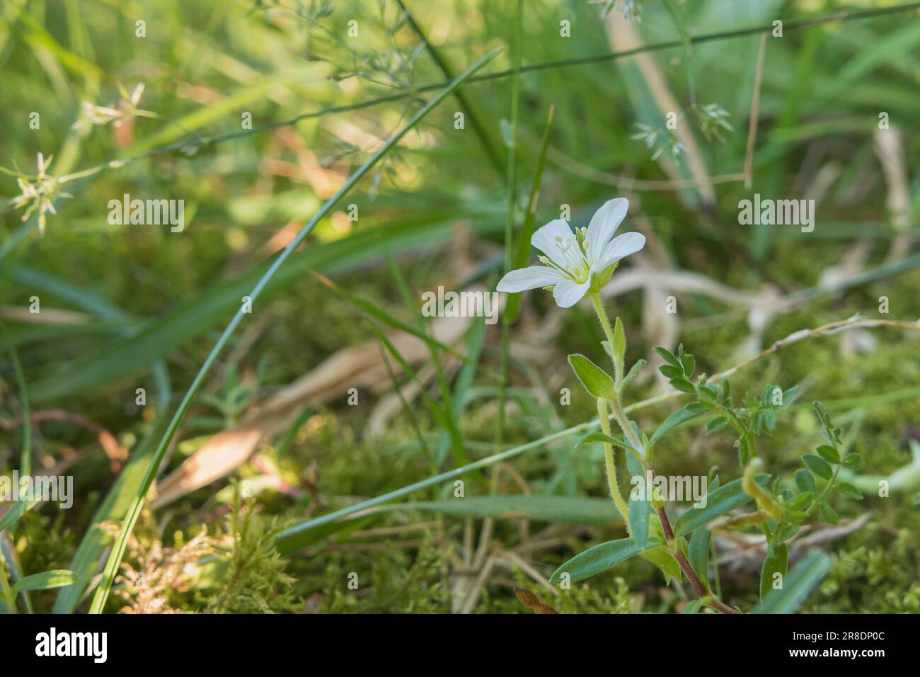mountain sandwort flower close up blooming in the forest in summer Stock Photo