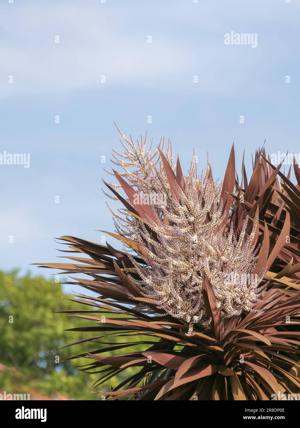 Red Grass Palm or New Zealand Cabbage Tree blooming in summer cordyline australis Stock Photo