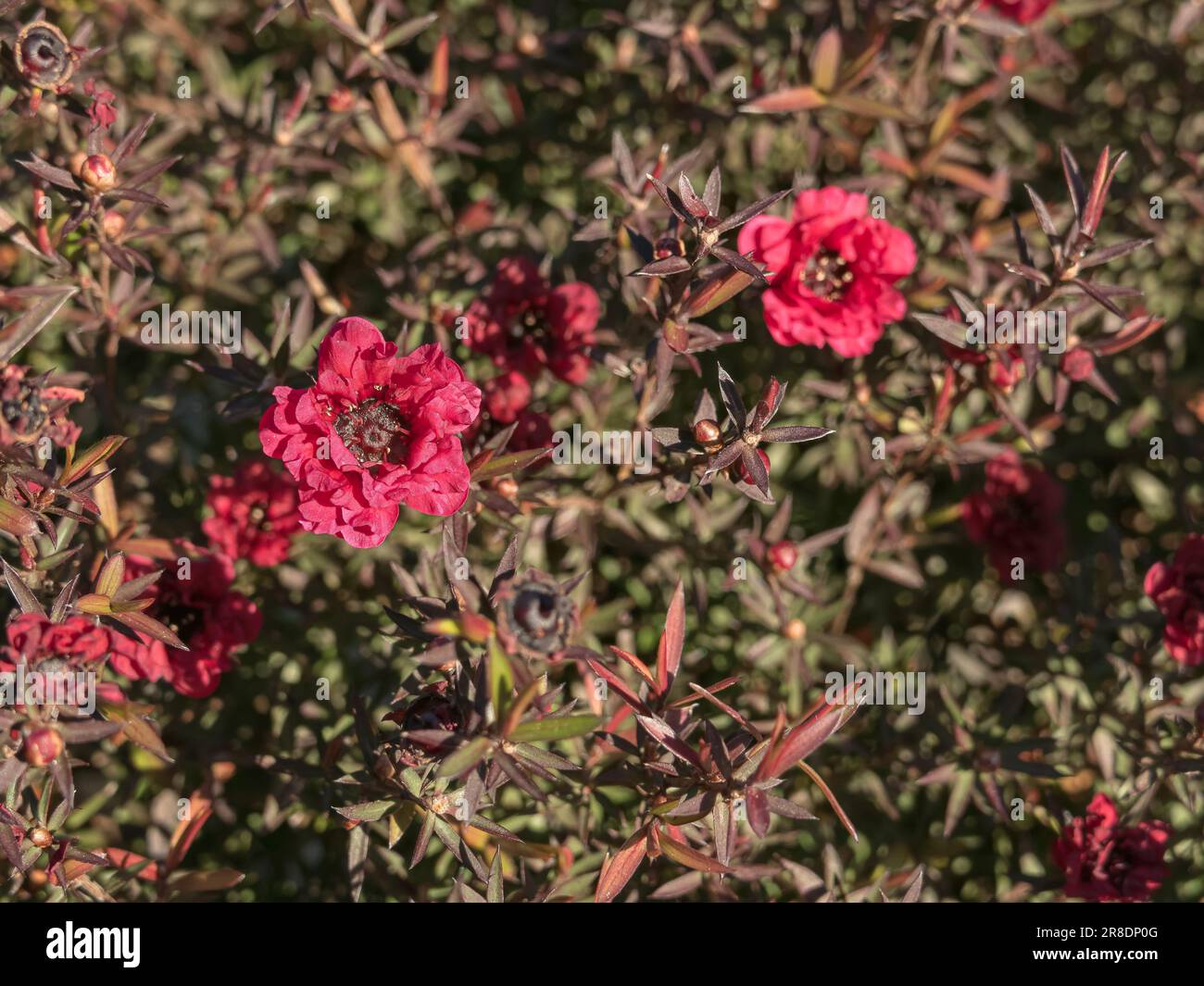 Tea Tree plant with red flowers leptospermum scoparium Stock Photo