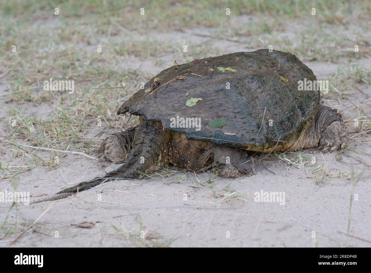 Side view of front and back legs and tail of a common snapping turtle, Chelydra serpentina. Stock Photo