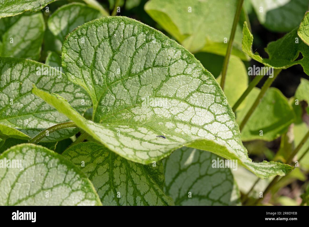 Close up macro image of Siberian bugloss leaves. Brunnera macrophylla ...