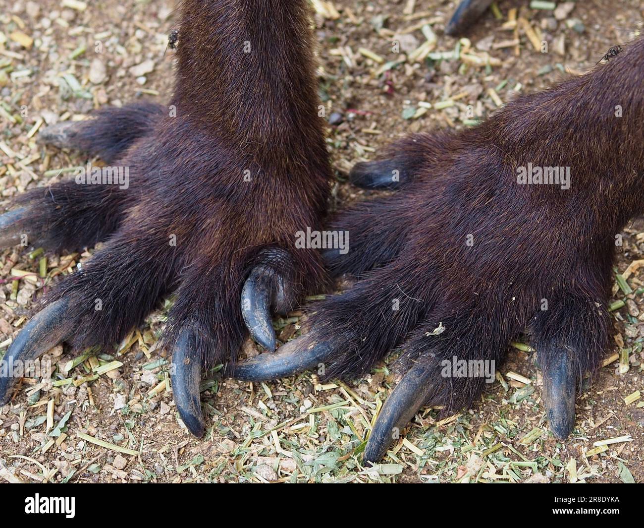 A closeup image of a Kangaroo Island Kangaroo's unique front paws with powerful sharp-edged claws. Stock Photo
