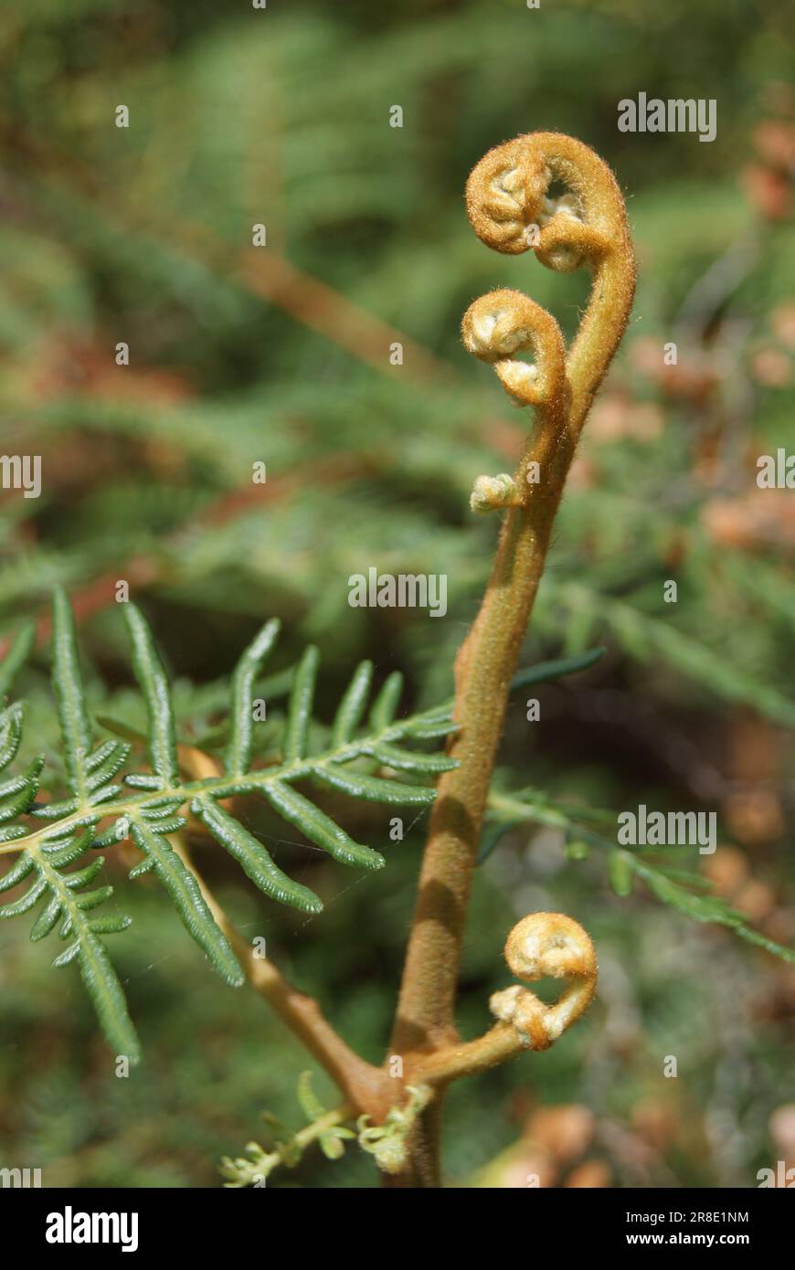 New zealand native ferns hi-res stock photography and images - Alamy
