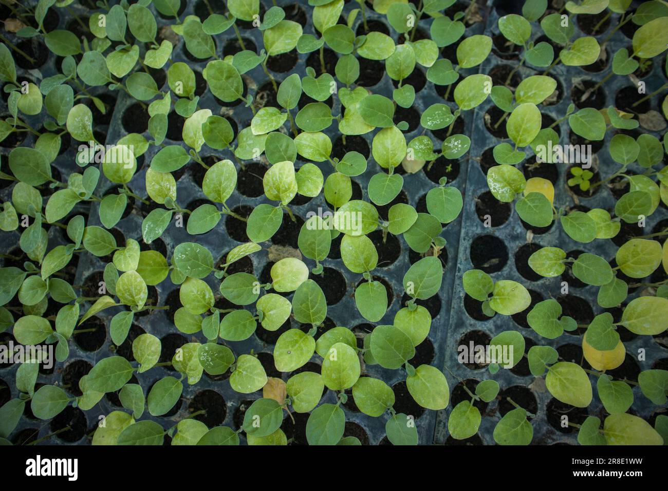 Close-up of different types of vegetable seedlings rows growing in a hothouse at Jessore, Bangladesh Stock Photo