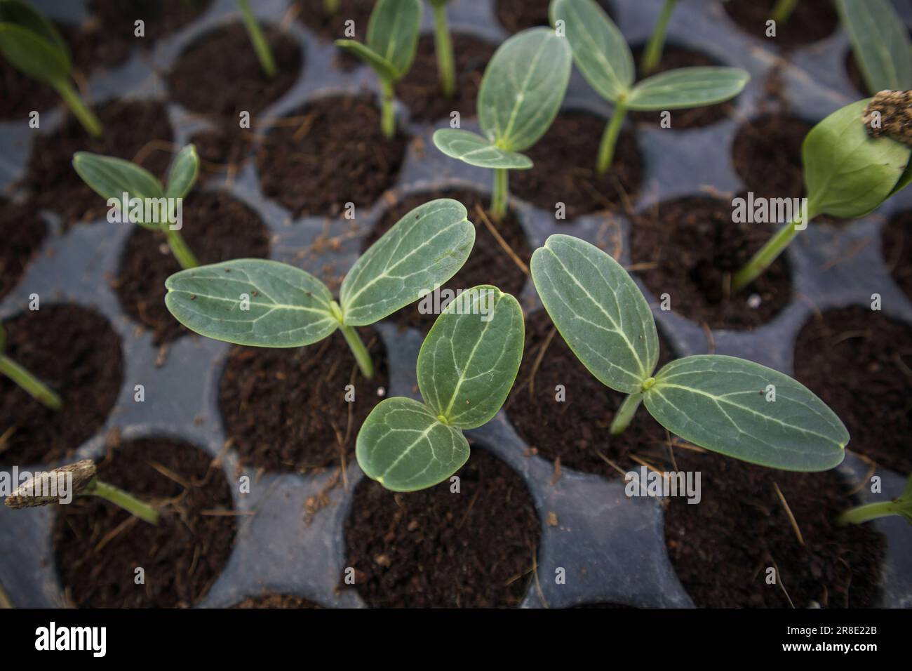 Close-up of different types of vegetable seedlings rows growing in a hothouse at Jessore, Bangladesh Stock Photo