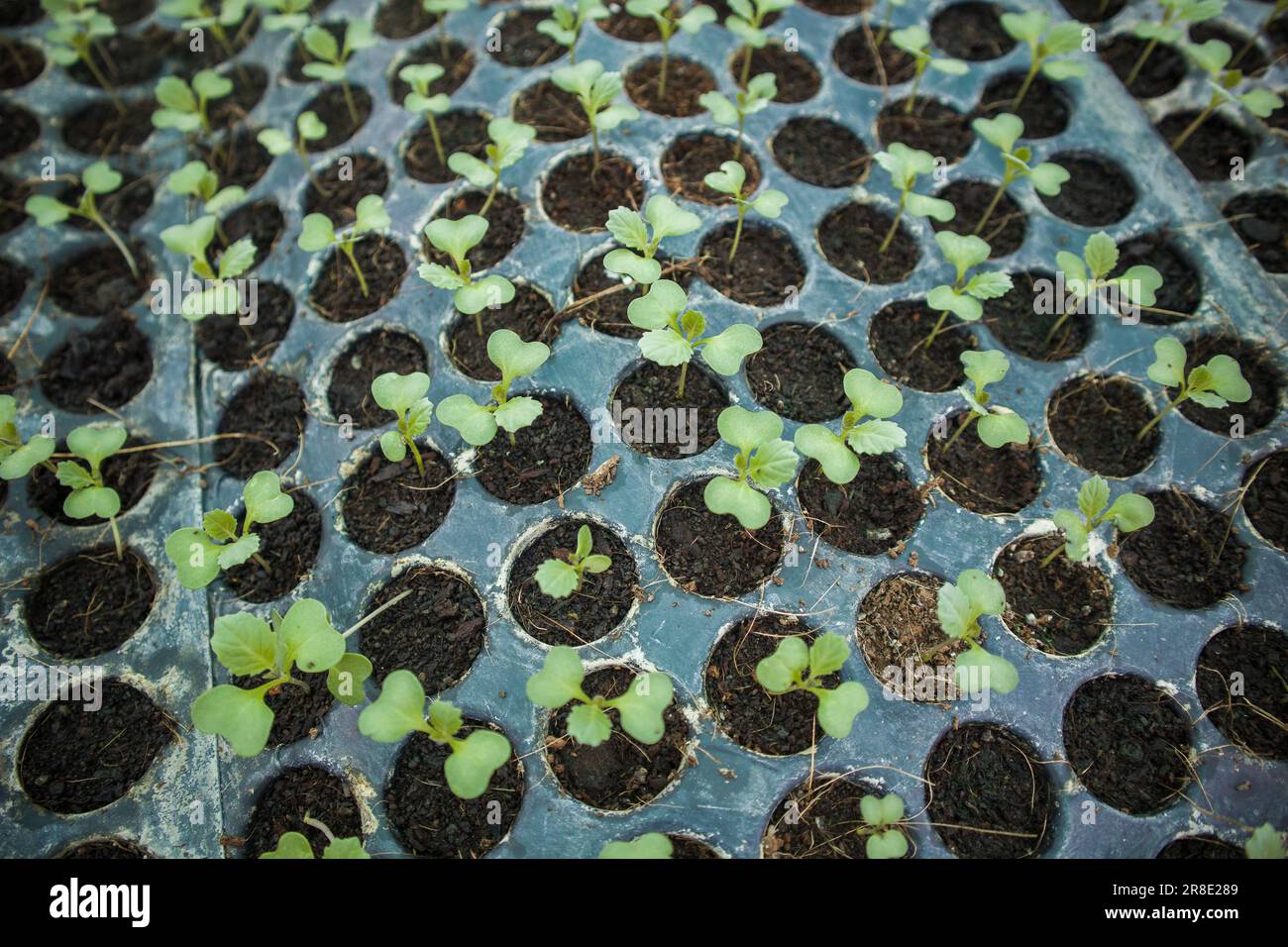 Close-up of different types of vegetable seedlings rows growing in a hothouse at Jessore, Bangladesh Stock Photo