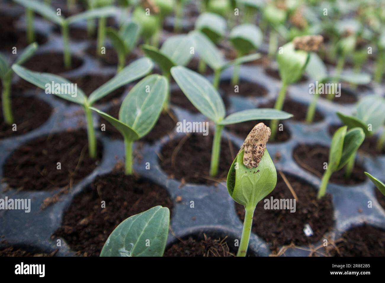 Close-up of different types of vegetable seedlings rows growing in a hothouse at Jessore, Bangladesh Stock Photo