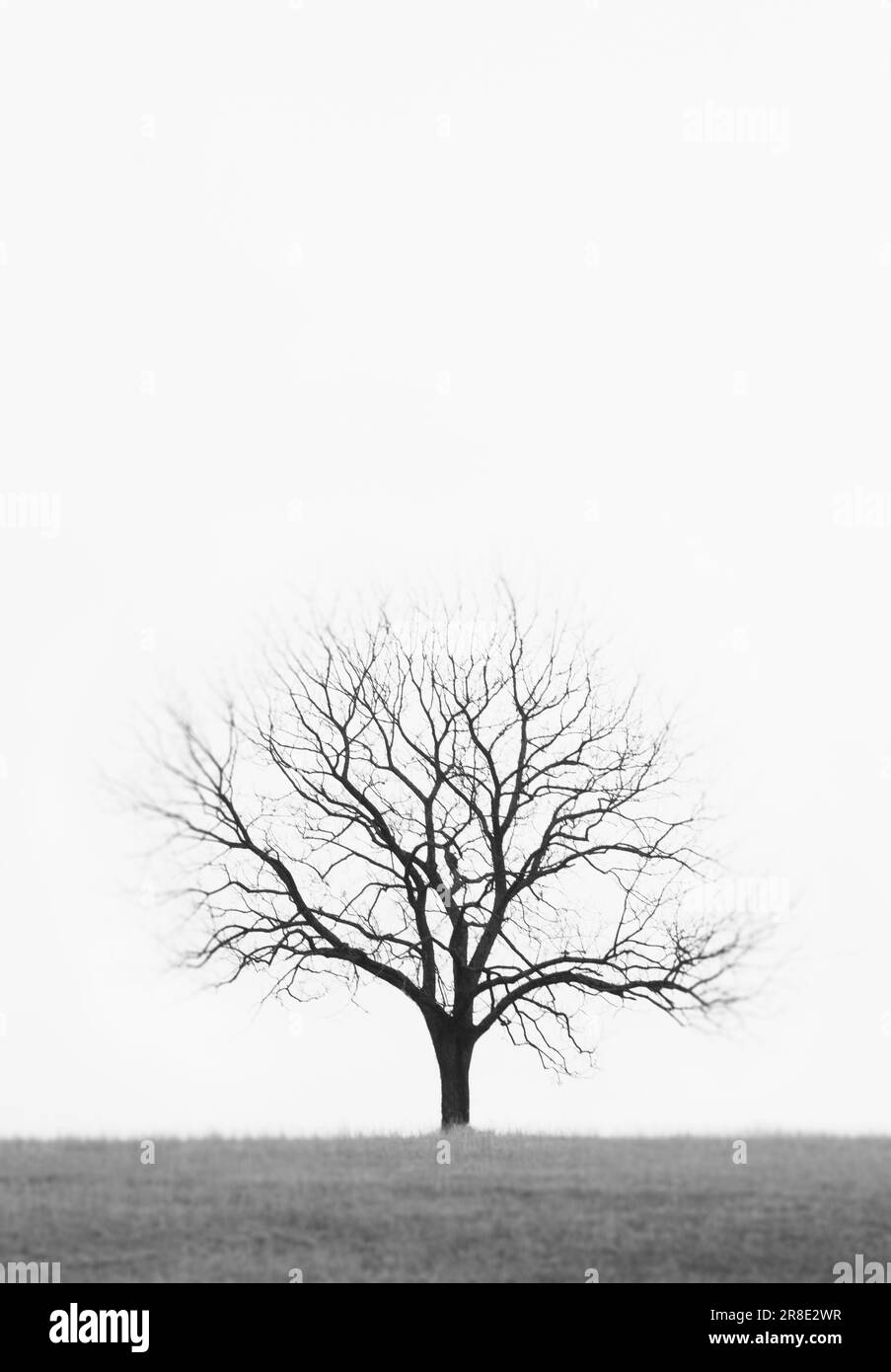 Lone bare tree growing in empty field Stock Photo - Alamy
