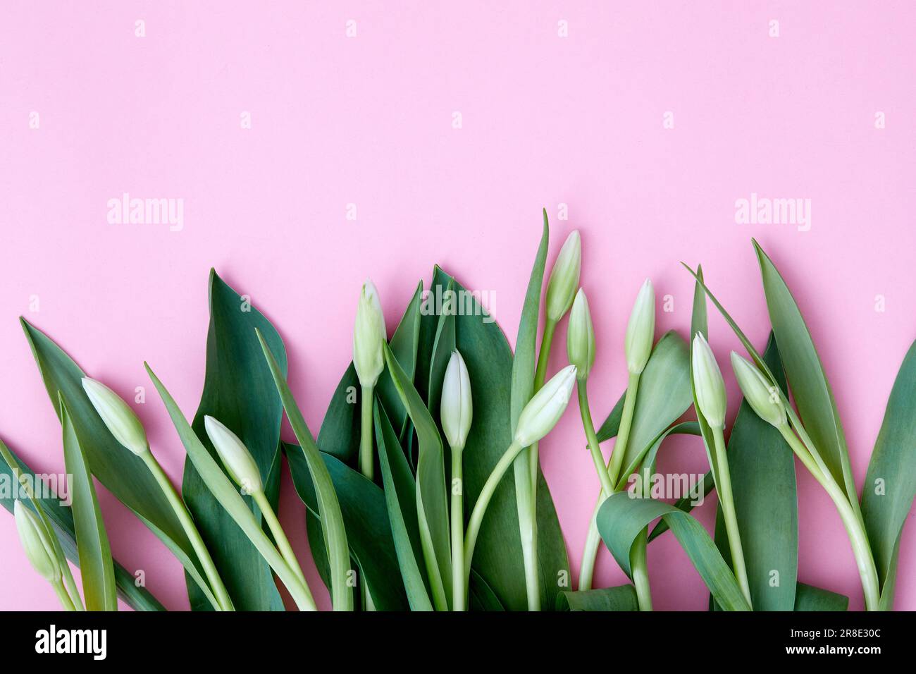 Pink tulip buds hi-res stock photography and images - Alamy