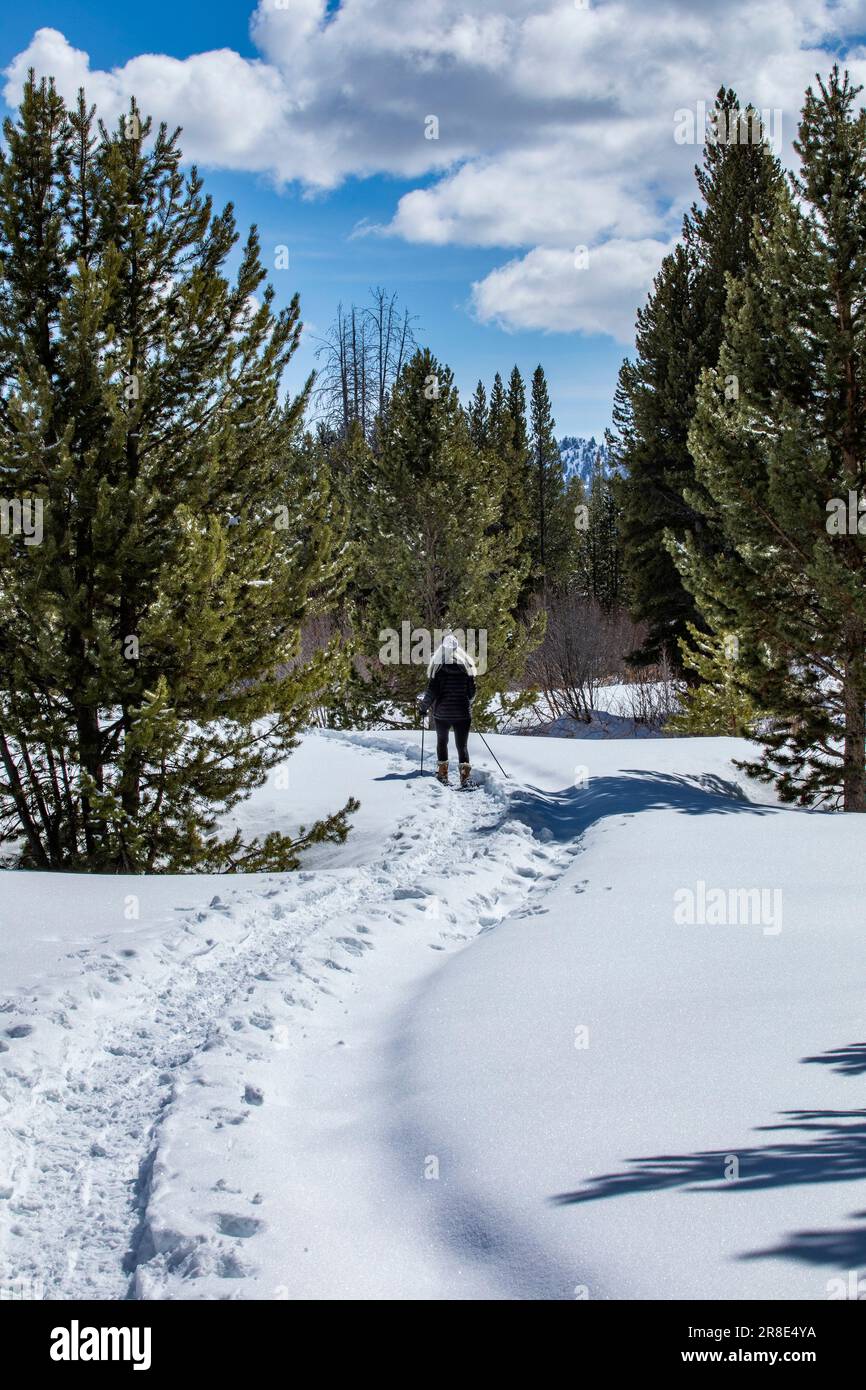 In snowy forest woman hi-res stock photography and images - Alamy