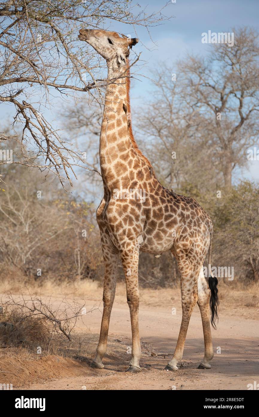 Giraffe feeding from the top of a tree, Kruger National Park, South Africa Stock Photo