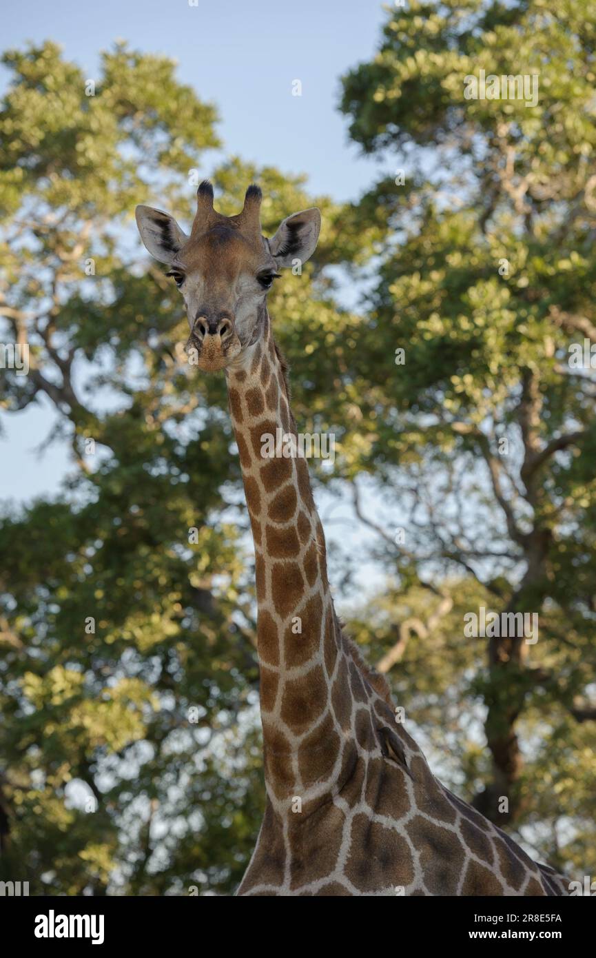 Giraffe in the Kruger National Park, standing and looking Stock Photo