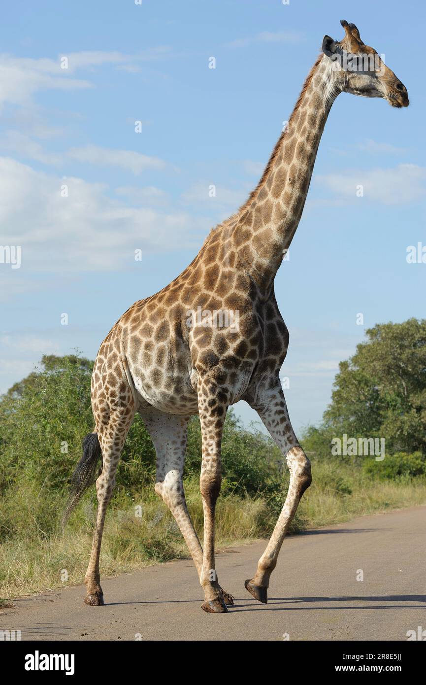 Girafffe walking across the road in the Kruger National Park, South Africa Stock Photo