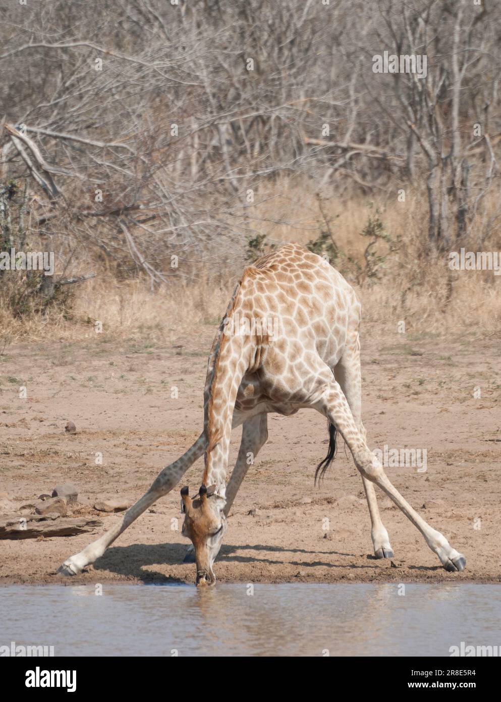 Giraffe doing the splits to get a drink of water, Kruger National Park Stock Photo