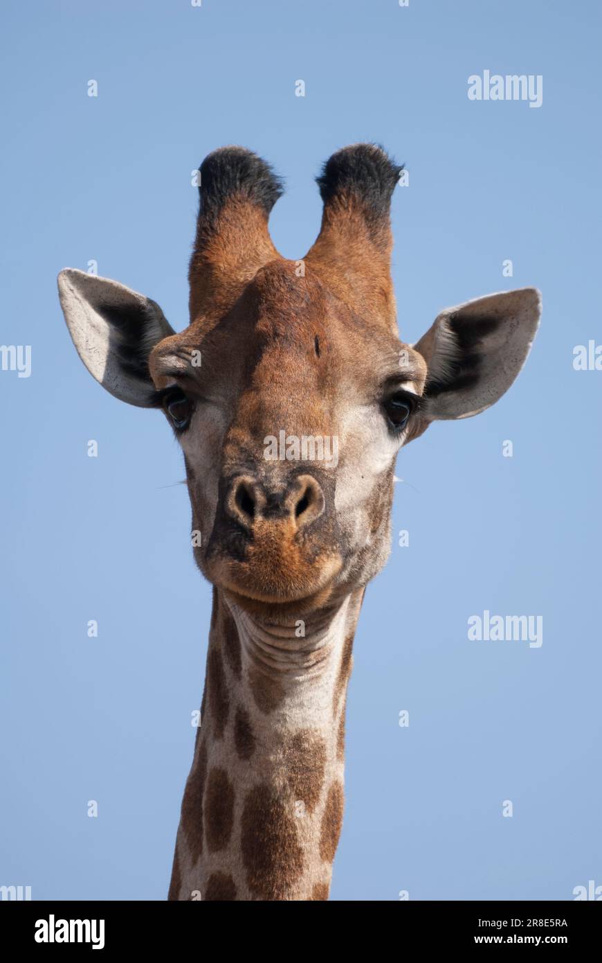 Portrait of a giraffe, inquisitively watching the camera, Kruger National Park Stock Photo