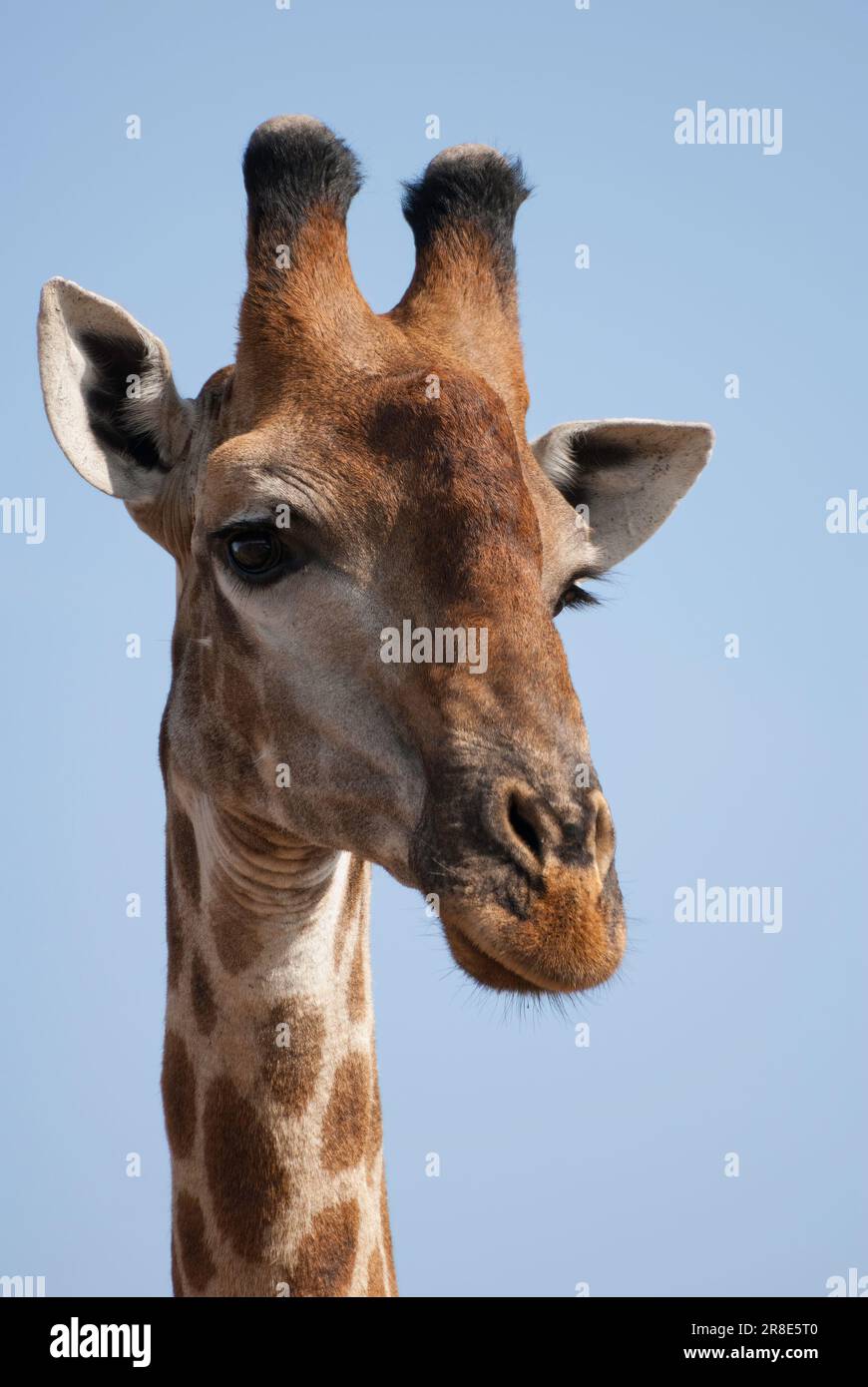 Portrait of a giraffe, inquisitively watching the camera, Kruger National Park Stock Photo