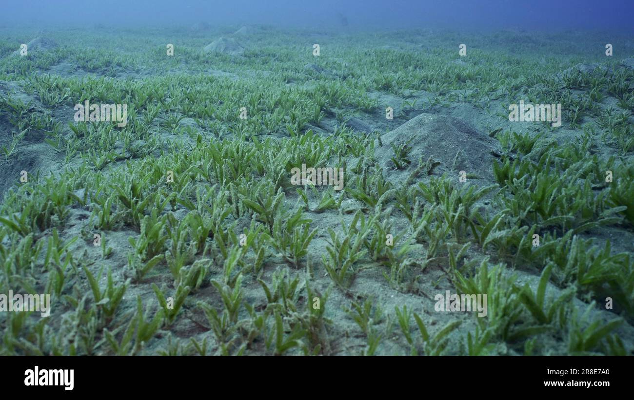 Smooth ribbon seagrass (Cymodocea rotundata), seabed covered with green seagrass. Underwater landscape, Red sea, Egypt Stock Photo